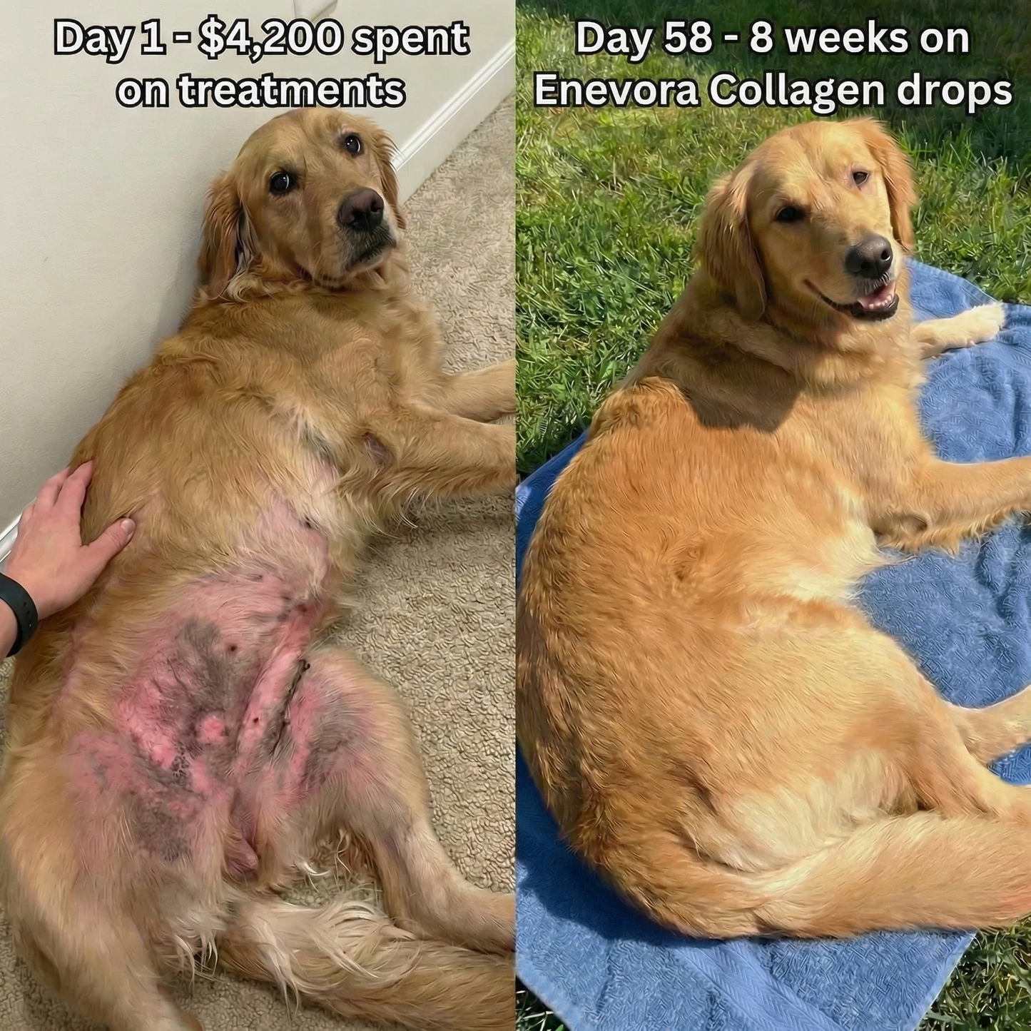 Enevora Premium Anti-Itch Collagen Drops