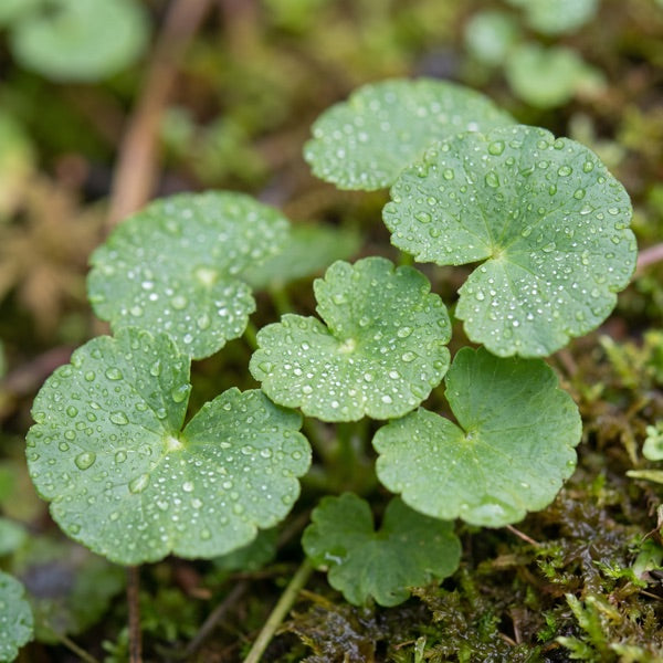 Centella Asiatica